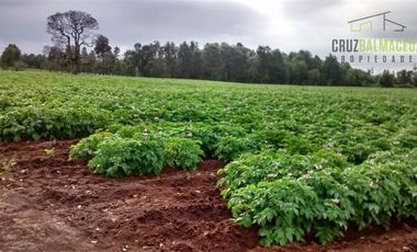 Agrícola en Venta en Campo cercano a Río Frío, 100 hectáreas