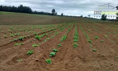 Agrícola en Venta en Campo cercano a Río Frío, 100 hectáreas