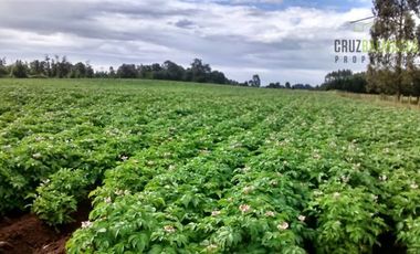 Agrícola en Venta en Campo cercano a Río Frío, 100 hectáreas