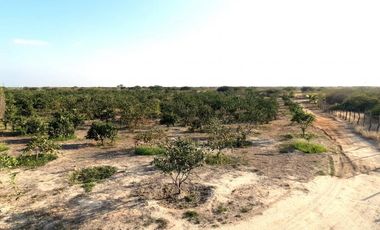 Terrenos Agricolas Venta Sector Quebrada Grande - TUMBES