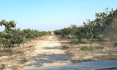 Terrenos Agricolas Venta Sector Quebrada Grande - TUMBES