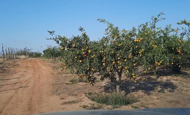 Terrenos Agricolas Venta Sector Quebrada Grande - TUMBES
