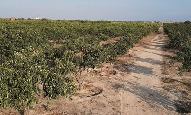 Terrenos Agricolas Venta Sector Quebrada Grande - TUMBES