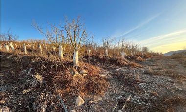 Nuevo Proyecto Maitén Sur Illapel Parcelas desde 5000 m2