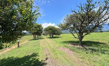 finca en venta en vereda brisas de upín. Cod V9763748