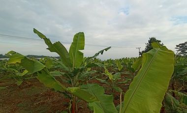 Jual tanah kebun pisang pinggir jalan desa dekat wisata taman batu Bojong Purwakarta Jawa Barat