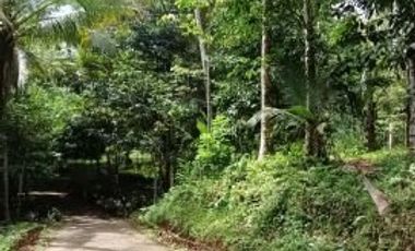 land for sale there are durian and mangosteen trees 100 meters from the asphalt road in Tabanan Bali