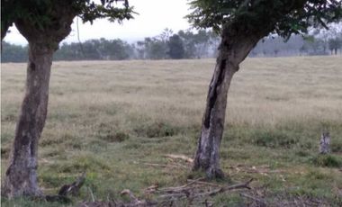 VENTA DE FINCA EN SAN PELAYO, CORDOBA