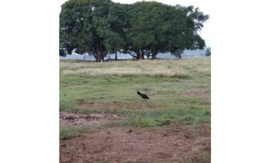 VENTA DE FINCA EN SAN PELAYO, CORDOBA