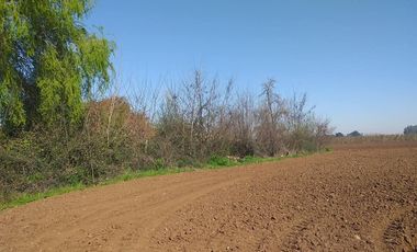 Vende Parcela Agrícola De 15,8 Hectareas 19,39 acciones de agua En Panimávida, VII