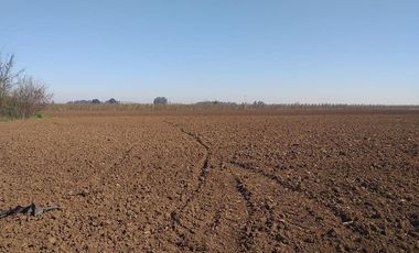 Vende Parcela Agrícola De 15,8 Hectareas 19,39 acciones de agua En Panimávida, VII