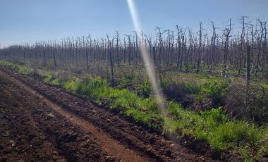 Vende Parcela Agrícola De 15,8 Hectareas 19,39 acciones de agua En Panimávida, VII
