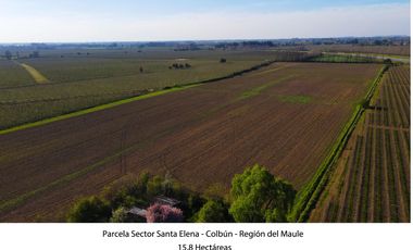 Vende Parcela Agrícola De 15,8 Hectareas 19,39 acciones de agua En Panimávida, VII