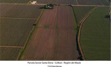 Vende Parcela Agrícola De 15,8 Hectareas 19,39 acciones de agua En Panimávida, VII