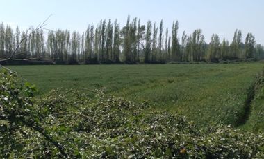 Vende Parcela Agrícola De 15,8 Hectareas 19,39 acciones de agua En Panimávida, VII