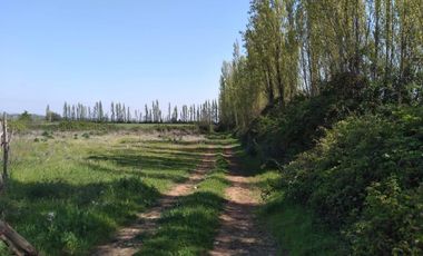 Vende Parcela Agrícola De 15,8 Hectareas 19,39 acciones de agua En Panimávida, VII