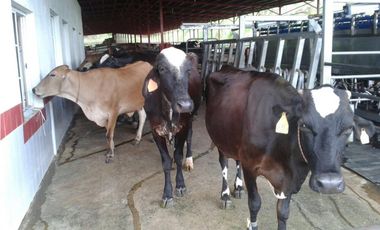 VENTA FINCA EN VERAGUAS PONUGA, LA MARIA