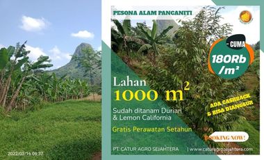 Tanah Murah Luas 1000 m2 Harga 180 Juta