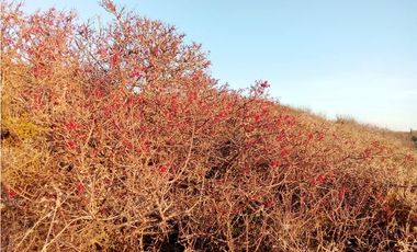 Vendo Hermosa Parcela 5200m2 Condominio Ensenada Los Vilos