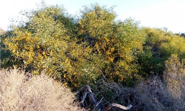 Vendo Hermosa Parcela 5200m2 Condominio Ensenada Los Vilos