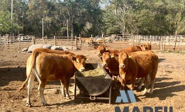 Rancho en Venta para Agricultura o Ganadería en Juluapan, Colima