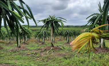 VENTA DE FINCA IDEAL PARA INVERSIONISTAS EN CHONGON