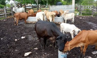 Excelente Opción, Rancho en Venta de 32 has, 2 km de Tizimin