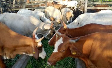 Excelente Opción, Rancho en Venta de 32 has, 2 km de Tizimin