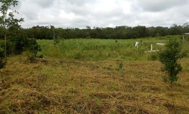 Excelente Opción, Rancho en Venta de 32 has, 2 km de Tizimin