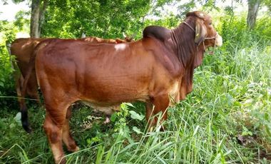 Excelente Opción, Rancho en Venta de 32 has, 2 km de Tizimin