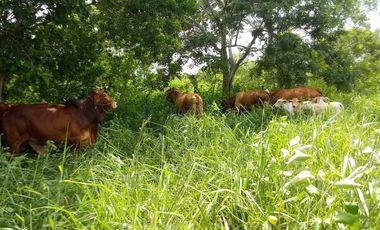 Excelente Opción, Rancho en Venta de 32 has, 2 km de Tizimin