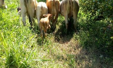 Excelente Opción, Rancho en Venta de 32 has, 2 km de Tizimin