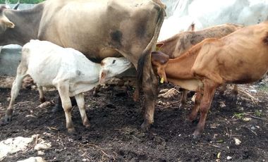 Excelente Opción, Rancho en Venta de 32 has, 2 km de Tizimin