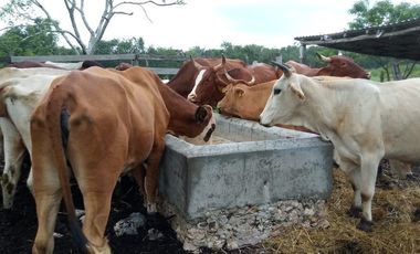 Excelente Opción, Rancho en Venta de 32 has, 2 km de Tizimin