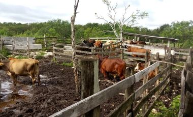 Excelente Opción, Rancho en Venta de 32 has, 2 km de Tizimin