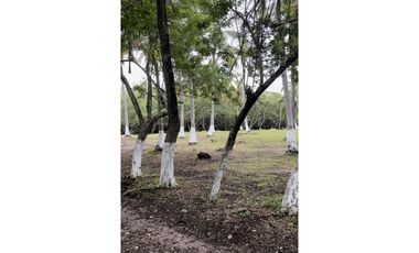 MEGALOTE- LOTE DE GRAN EXTENSIÓN EN BARU SOBRE VIA PRINCIPAL PLAYETAS