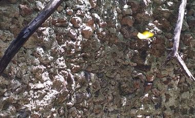 Rancho en Venta, 116 Has, casco de Hacienda, Ecoturismo.