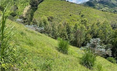 Finca en El Retiro 12.000 m² con casa y bosque de eucalipto