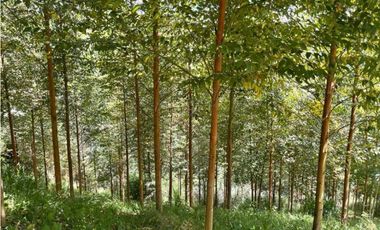 Finca en El Retiro 12.000 m² con casa y bosque de eucalipto