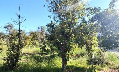 Gran oportunidad , Parcela 5.000 mts con plantacion paltos a pasos acceso sur