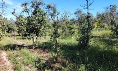 Gran oportunidad , Parcela 5.000 mts con plantacion paltos a pasos acceso sur