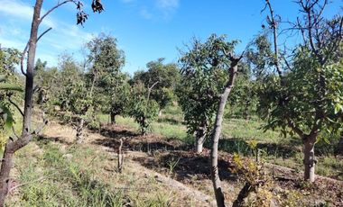 Gran oportunidad , Parcela 5.000 mts con plantacion paltos a pasos acceso sur