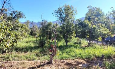 Gran oportunidad , Parcela 5.000 mts con plantacion paltos a pasos acceso sur