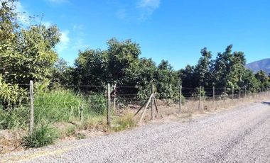 Gran oportunidad , Parcela 5.000 mts con plantacion paltos a pasos acceso sur