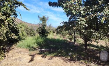 Gran oportunidad , Parcela 5.000 mts con plantacion paltos a pasos acceso sur