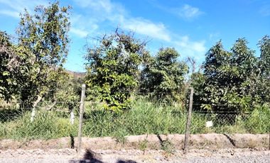 Gran oportunidad , Parcela 5.000 mts con plantacion paltos a pasos acceso sur