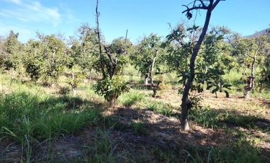 Gran oportunidad , Parcela 5.000 mts con plantacion paltos a pasos acceso sur