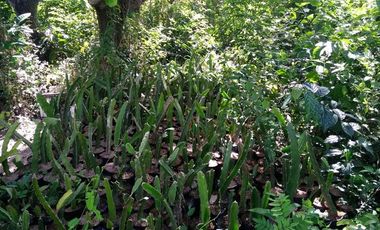 Own or Lease: 4,995 sqm Property in Panglao with 2 Studio Units | BOHOLANA REALTY