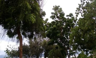 Own or Lease: 4,995 sqm Property in Panglao with 2 Studio Units | BOHOLANA REALTY