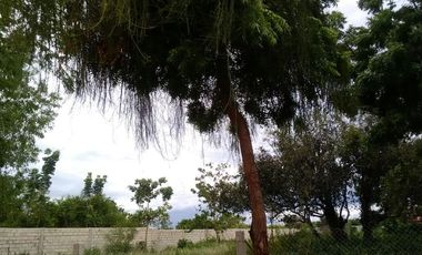 Own or Lease: 4,995 sqm Property in Panglao with 2 Studio Units | BOHOLANA REALTY